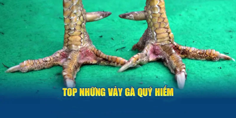 Những Vảy Gà Quý Hiếm