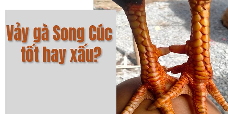 Vảy Gà Song Cúc tốt hay xấu?