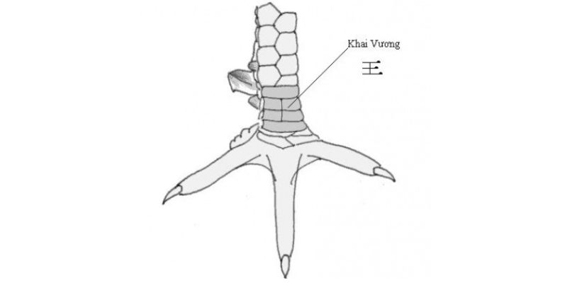 Vảy khai vương