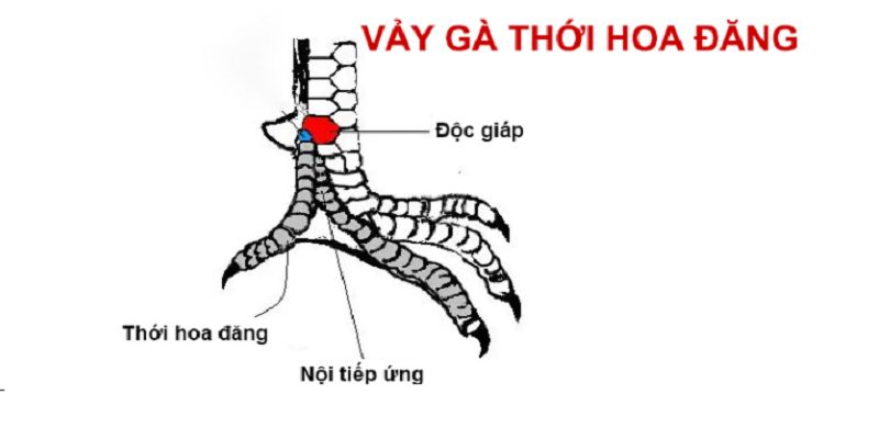 Vảy nội hoa đăng